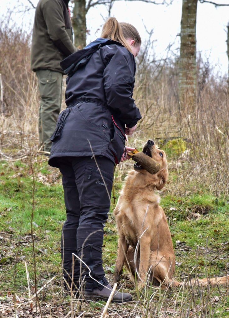 Hund aflevere dummy til hundefører