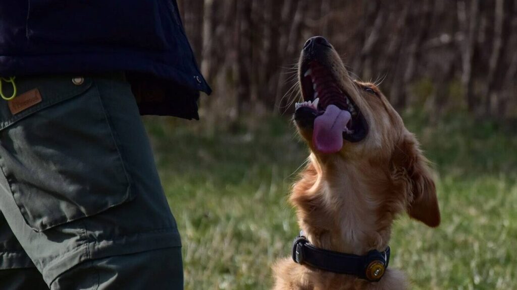 Hund reagerer på sit navn og ser på ejeren.