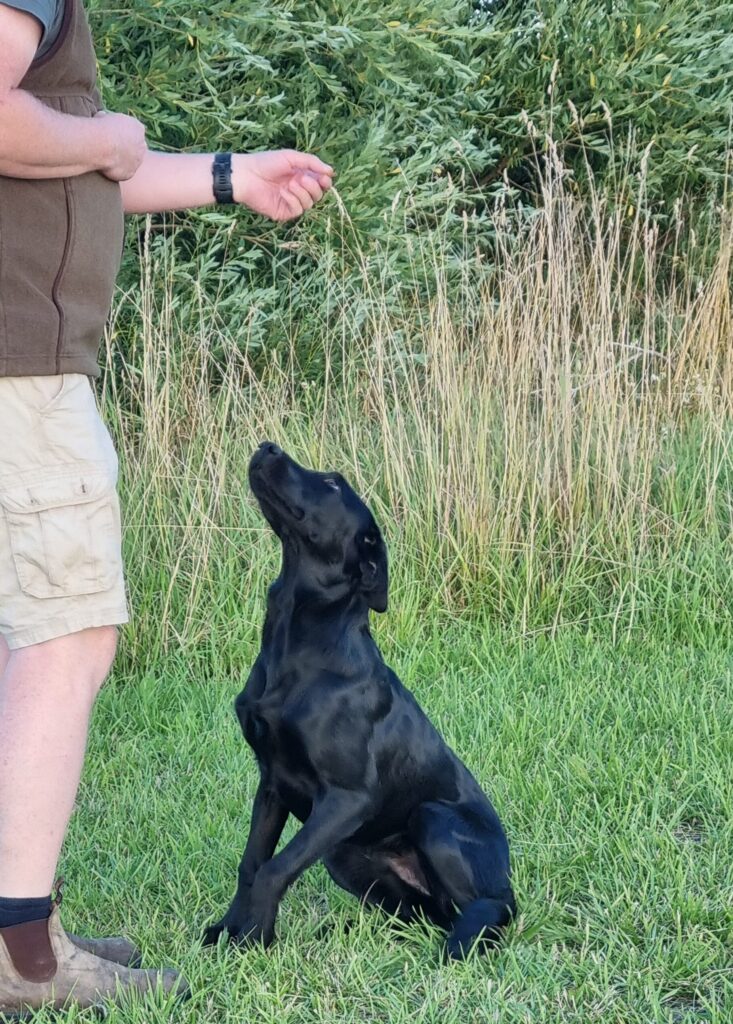 Hund sidder på kommando med en godbid foran næsen.