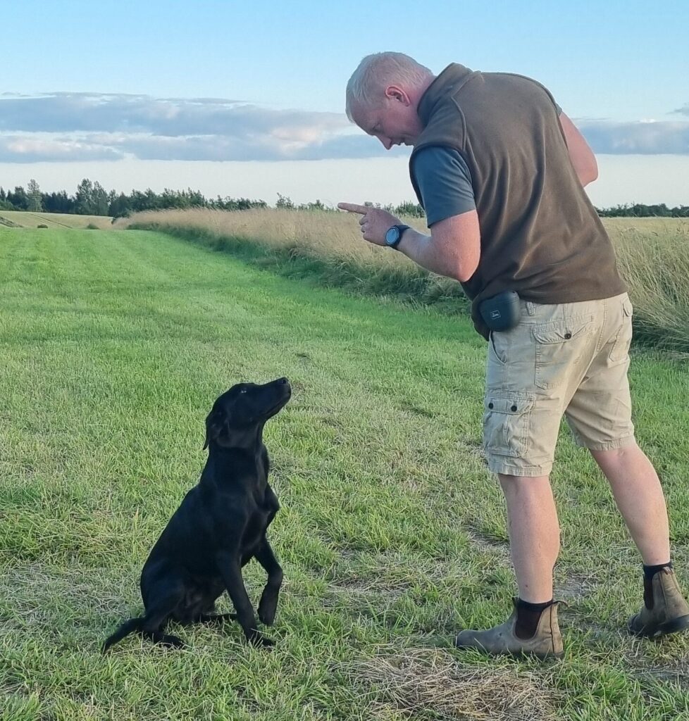 Hund stopper uønsket adfærd efter at have hørt kommandoen "nej".