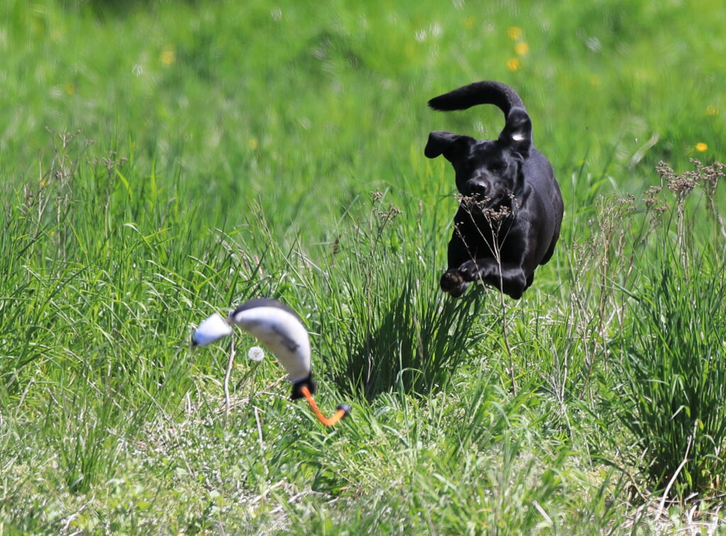 Hund er ved at apportere en dummy